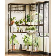 a shelf filled with potted plants next to a window