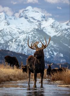 a herd of elk standing on top of a grass covered field next to a snow covered mountain