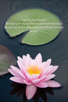 a pink flower sitting on top of a lily pad