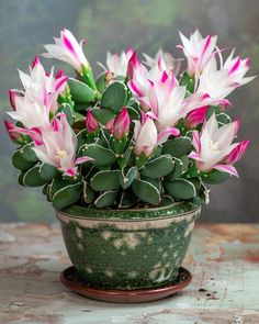 a potted plant with pink and white flowers