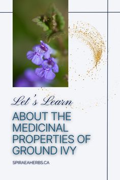 the front cover of a book about the medical properties of ground ivy, with an image of purple flowers