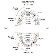 Primary Dentition Chart, Primary Dentition, Dentist Equipment