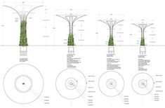 an architectural drawing shows the various stages of trees growing in different directions, including height and width