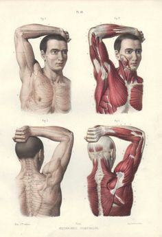 four different views of the back and shoulder muscles