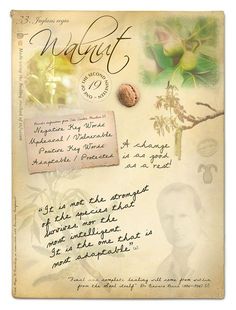 Walnut bach flower poster … Quotes Flower, Rock Rose