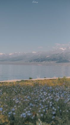 a field full of blue flowers next to a body of water with mountains in the background