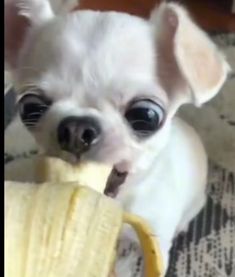 a small white dog holding a banana in it's mouth and looking at the camera