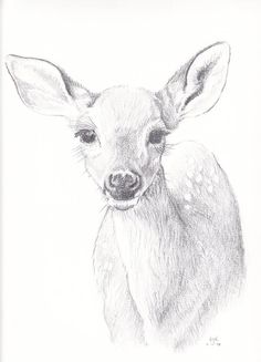 a pencil drawing of a deer looking at the camera