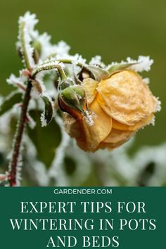 a yellow flower with frost on it and the words expert tips for wintering in pots and beds