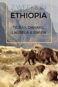 some animals that are walking in the grass with mountains in the background and text overlay reading 2 weeks in ethopia