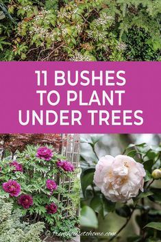 plants and flowers with the words 11 bushies to plant under trees