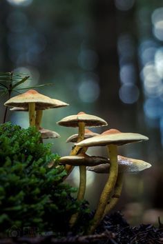 three mushrooms are sitting on the ground in front of some mossy plants and trees