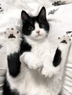 a black and white cat sitting on top of a bed with its paws in the air