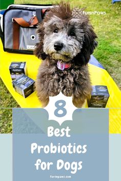 a dog sitting on top of a yellow boat with the title 8 best probiotics for dogs