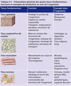 the different types of plants and their names are shown in this table, which shows what they