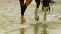 a person riding a horse on the beach in the water at low tide with their legs spread out