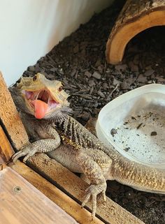 a lizard with it's mouth open and tongue out, sitting on some wood