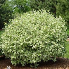 a small green bush in the middle of a garden with grass and trees behind it