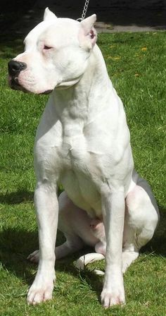 a white dog sitting on top of a lush green field