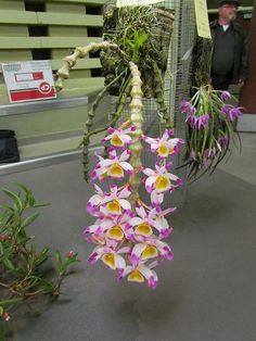 purple and yellow orchids in a clear vase on a table next to a man