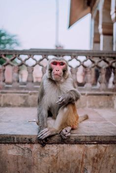 a monkey sitting on top of a stone wall next to a railing and looking at the camera