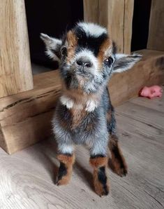 a small brown and black dog standing on top of a wooden floor next to a door