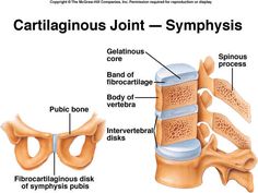 Fibrous Joints, Classification Of Joints Anatomy, Lower Extremity Anatomy Bones, Joints And Ligaments Anatomy, Synovial Joints Diagram, Hyaline Cartilage, Biology Major, Skeletal System