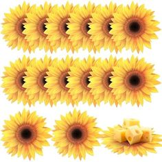 sunflowers and cheese are arranged in rows on a white background