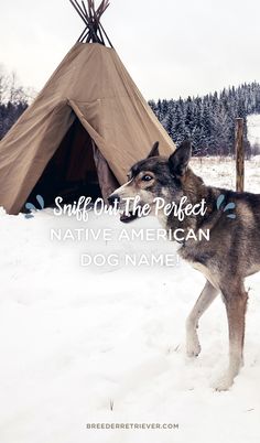 a wolf standing in the snow next to a teepee tent with words saying, safe on the perfect native american dog name