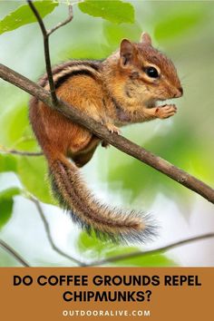 a squirrel sitting on top of a tree branch with the caption do coffee grounds repel chipmunks?