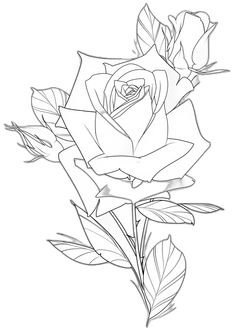 a black and white drawing of a rose