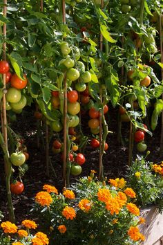 many different types of fruit growing on trees in the garden with orange and yellow flowers