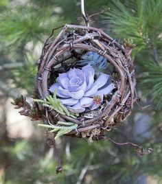 a bird's nest with a succulent in it