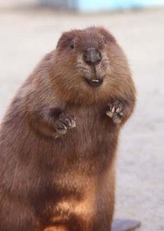 a groundhog standing on its hind legs with it's paws in the air