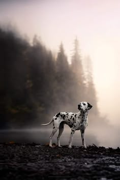 a dalmatian dog standing on top of a rocky beach