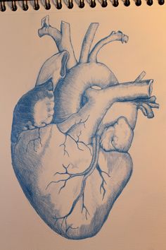 a pencil drawing of a human heart