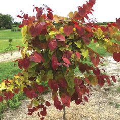 a small tree with red, yellow and green leaves in the middle of a field