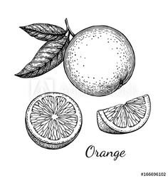 oranges with leaves and the word orange written in black ink on a white background