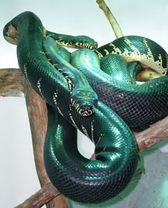 a green and black snake is curled up on a branch