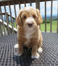 a small brown and white dog sitting on top of a table