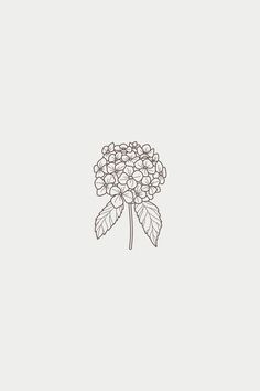 hortensia Minimalist Hydrangea Tattoo, Flower Drawing Hydrangea, Hydrangea Tattoo Simple, Hydrangea Line Art, Minimalist Flower Tattoo Line Drawings, Hydrangea Doodle, Flower Line Tattoo, Hydrangea Drawing, Iconic Tattoos