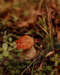 a small orange mushroom sitting on the ground