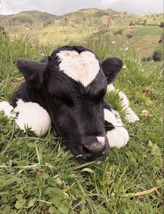 a black and white cow laying in the grass