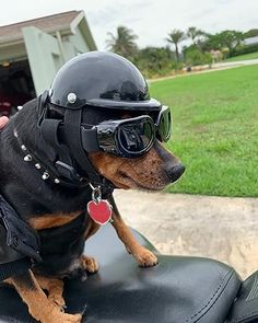 a small dog wearing a helmet and sunglasses on the back of a motorbike