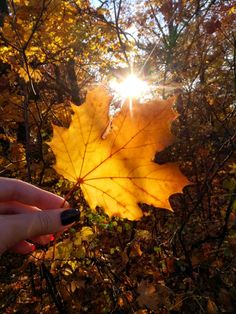 a person holding up a yellow leaf in front of some trees with the sun shining through it