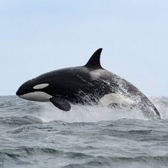 an orca jumping out of the water