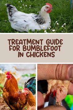 A chicken resting in the grass, a rooster and hen, and a close-up of a hand holding a chicken's foot with bumblefoot, with text "Treatment Guide for Bumblefoot in Chickens".