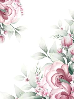 pink roses and green leaves on a white background