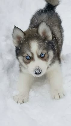 a puppy with blue eyes standing in the snow