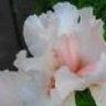 a white flower with pink stamens in the center